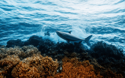 The Ultimate Guide to Ocean Photography: Insights, Pro Tips, and Overcoming Challenges