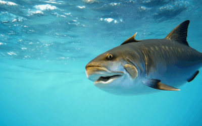 The Ethical and Scientific Aspects of Capturing Marine Life: A Comprehensive Guide to Studying, Preserving, and Raising Marine Animals in Captivity