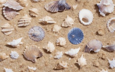Boost Your Sea Photography with These Top Seashell Composition Ideas!