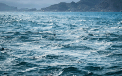 Unlocking the Best Tips for Marine Adventure Photography: Expert Strategies for Capturing Stunning Marine Scenery